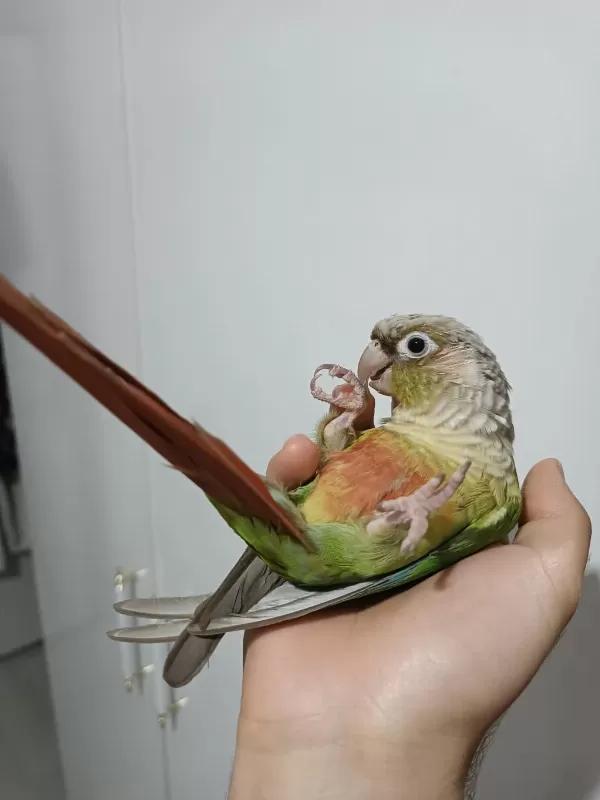 Evcil Konur Papağanı
