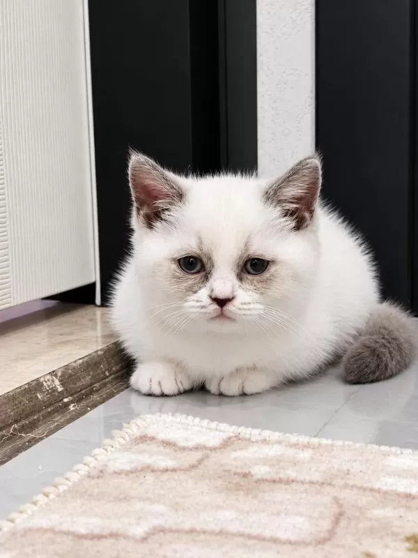 Sağlıklı Munchkin Yavrular