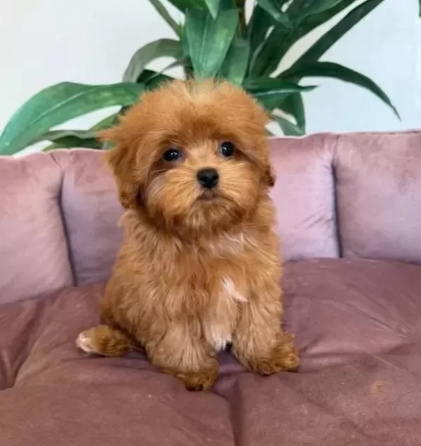 Malti Poo Ci Nsi Yavrular Ev Üreti Mi
