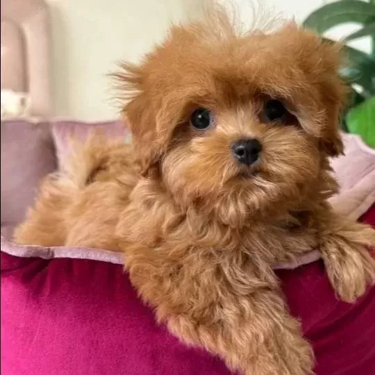 Malti Poo Ci Nsi Yavrular Ev Üreti Mi