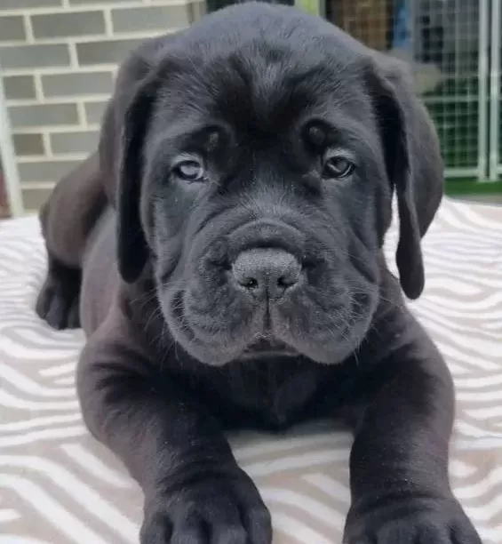 Üst Segment Cane Corso Yavruları
