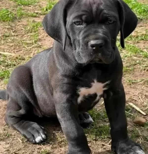 Üst Segment Cane Corso Yavruları