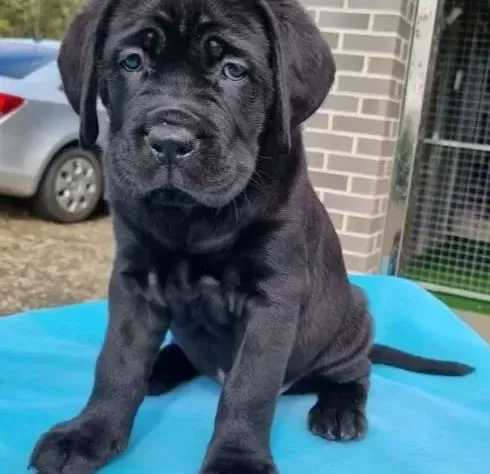 Üst Segment Cane Corso Yavruları