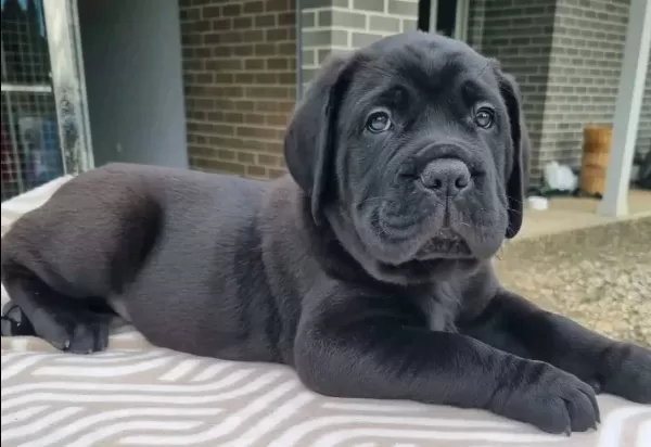 Üst Segment Cane Corso Yavruları