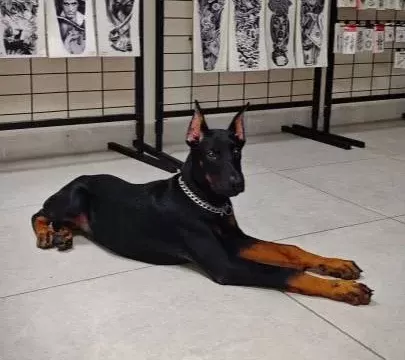 Safkan 120 Günlük Dişi Doberman