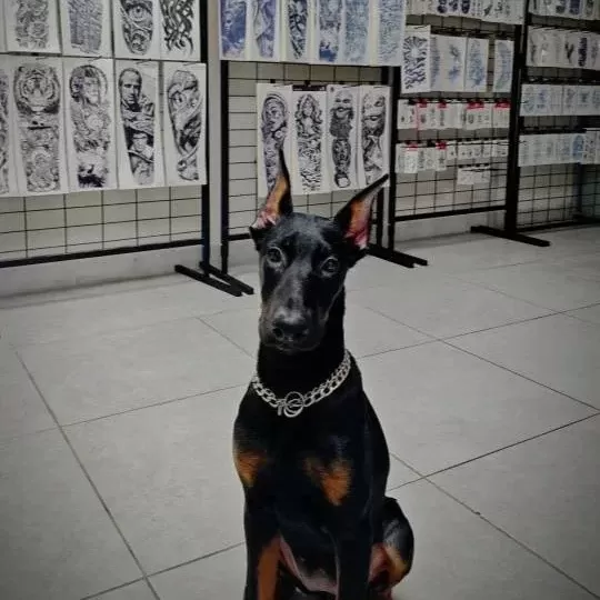 Safkan 120 Günlük Dişi Doberman