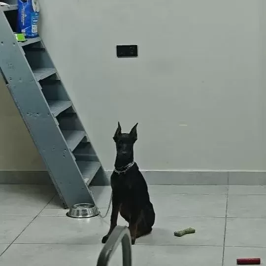 Safkan 120 Günlük Dişi Doberman