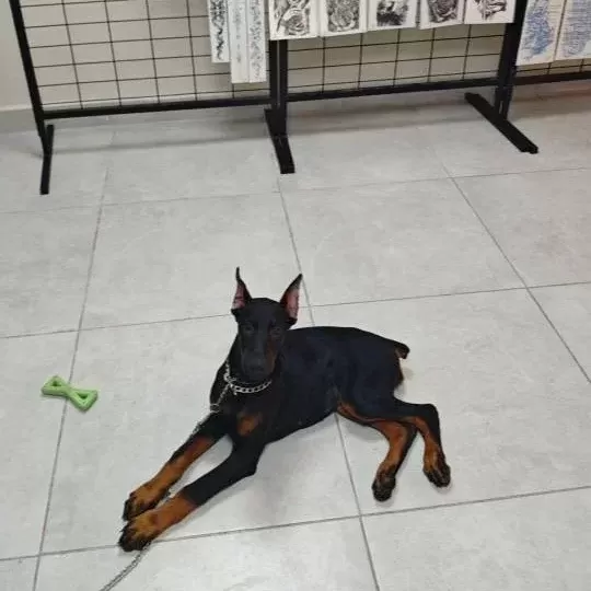Safkan 120 Günlük Dişi Doberman