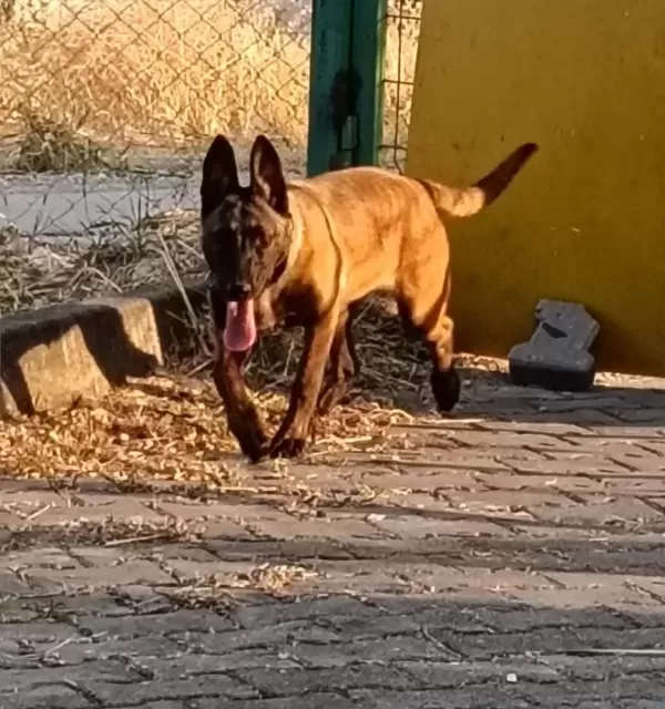 Belgian Malinois Eğitimli Asena