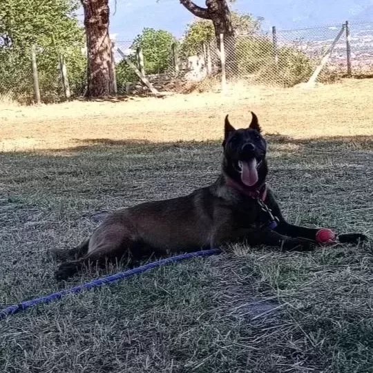 Belgian Malinois Eğitimli Asena