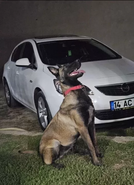 Belgian Malinois Eğitimli Asena