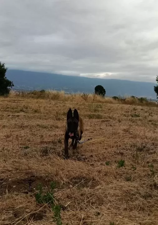Belgian Malinois Eğitimli Asena