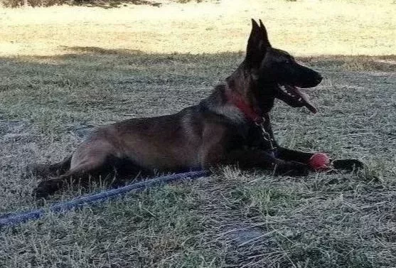 Belgian Malinois Eğitimli Asena