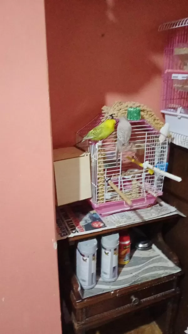 Dişi Ve Erkek Çift Muhabbet Kuşu Yumurtalari İle