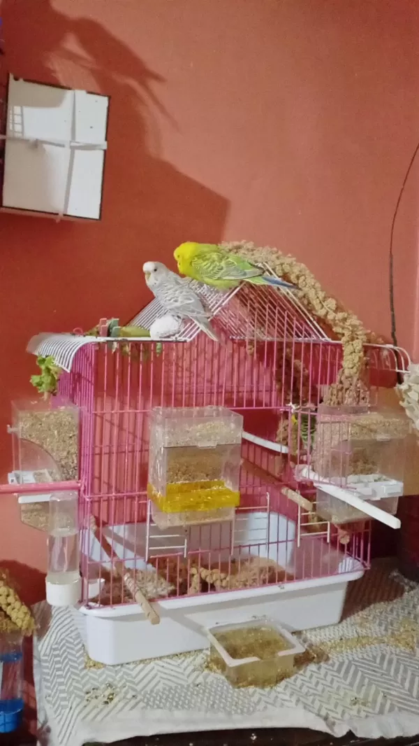 Dişi Ve Erkek Çift Muhabbet Kuşu Yumurtalari İle