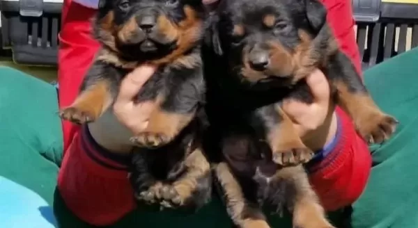Koca Kafa Rotweiler