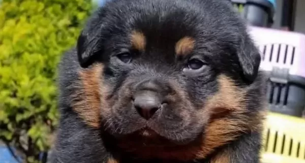 Koca Kafa Rotweiler
