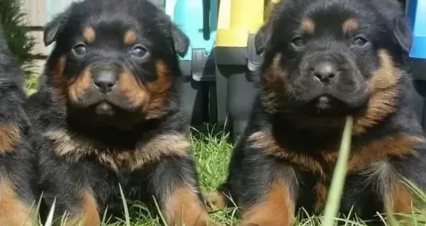 Koca Kafa Rotweiler