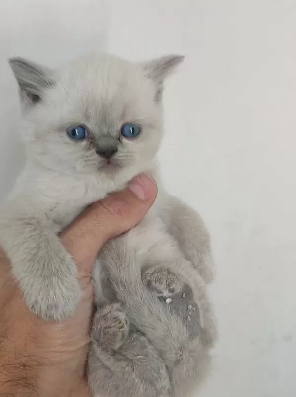 Blue Point Yavru Kediler