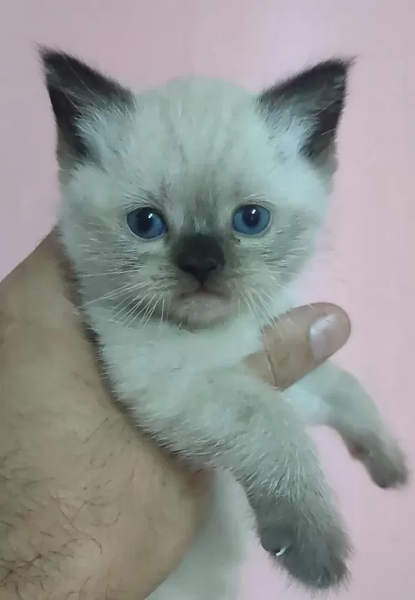 Safkan Üretim Kedimiz