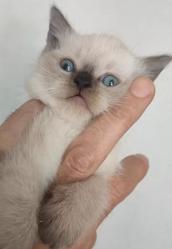 Safkan Üretim Kedimiz