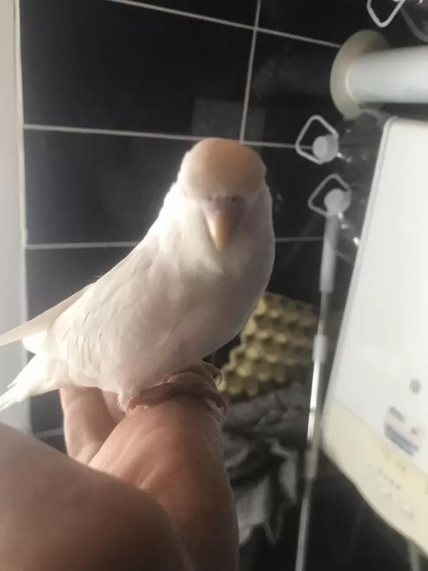 Sarı Beyaz Tatlı Renk Muhabbet Kuşu Yavrular