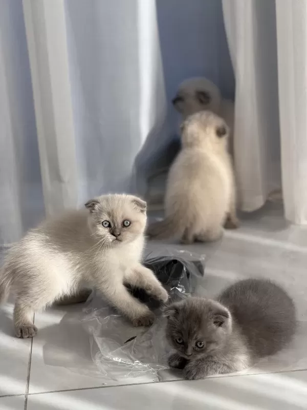 Minik Scottish Fold Yavrularımıza Yuva Arıyoruz