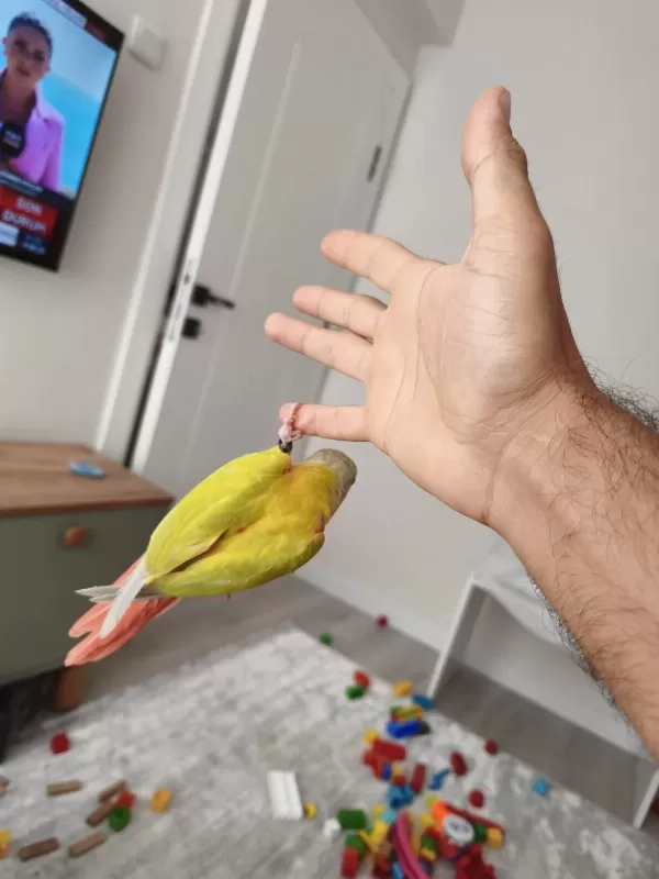 Yavru Suncheek Konur Papağanı