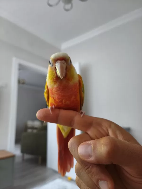 Yavru Suncheek Konur Papağanı