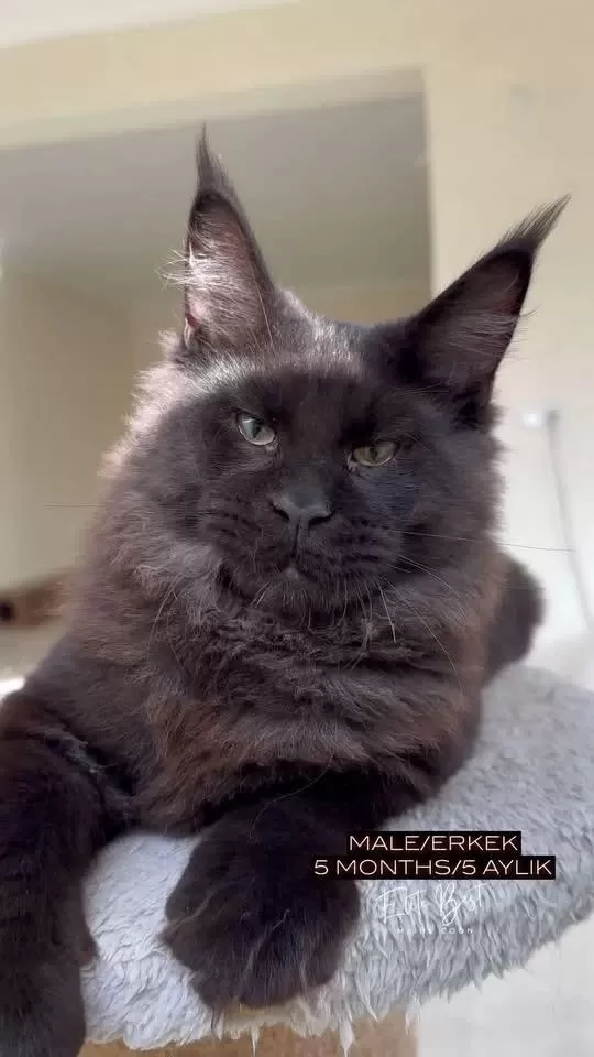 Her İle Teslim Renk Renk Xxl Şampiyon Maine Coon Yavrular