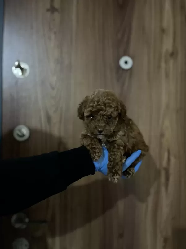 Ev Ortamından Sağlık İrk Garantili Poodle Bebekler
