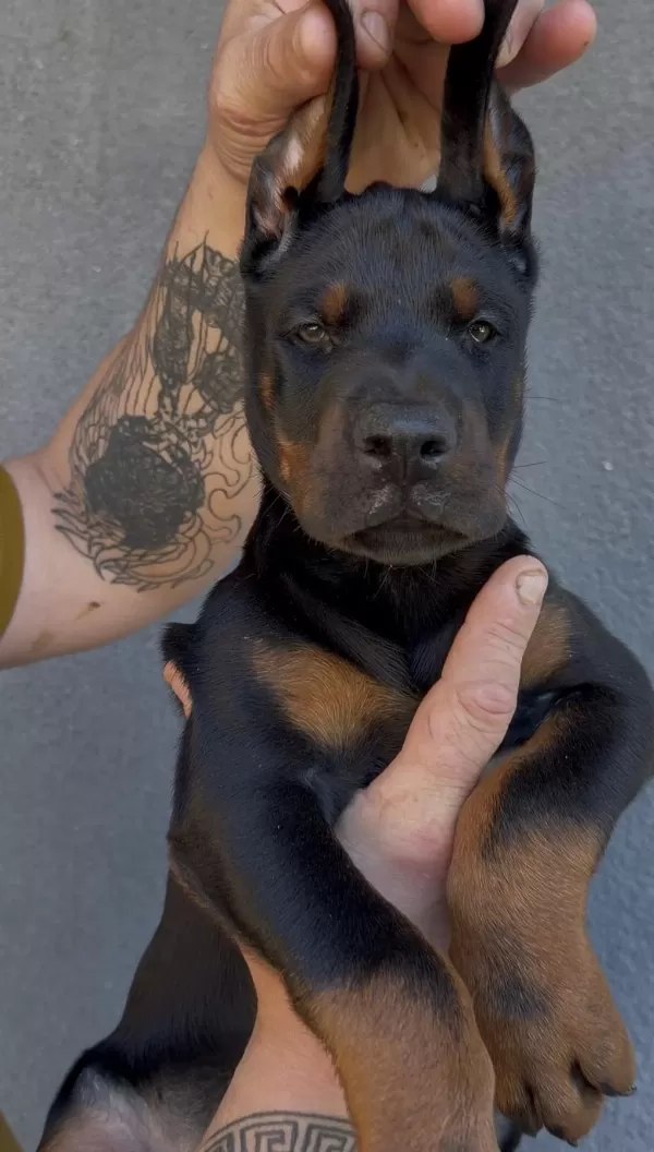 Şecereli European Doberman