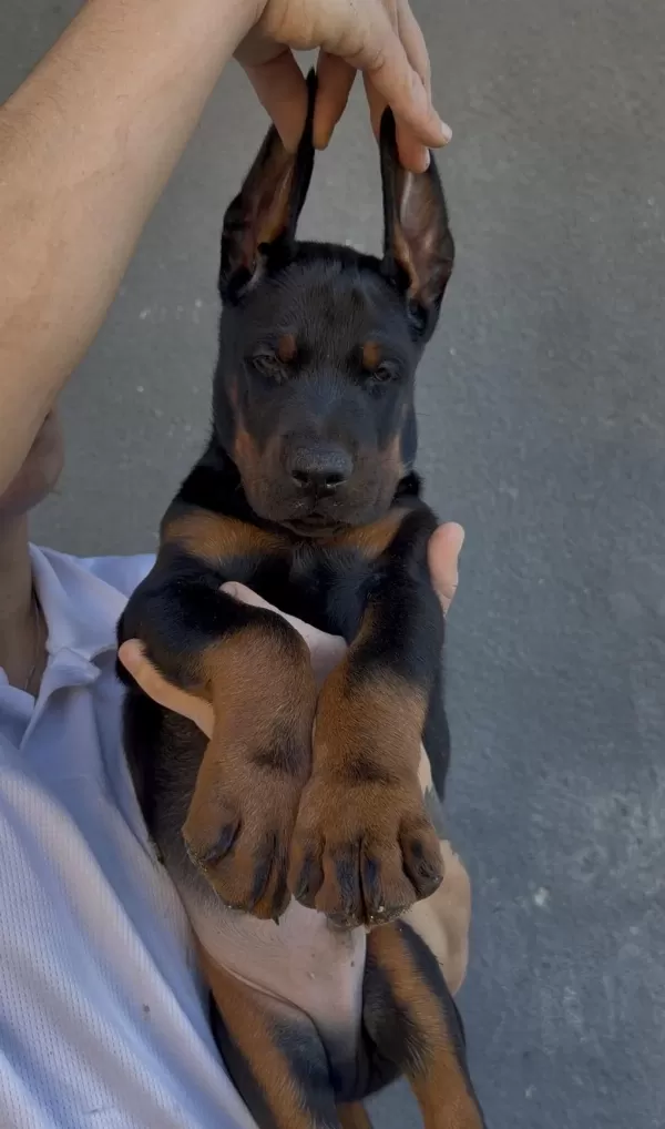 Şecereli European Doberman