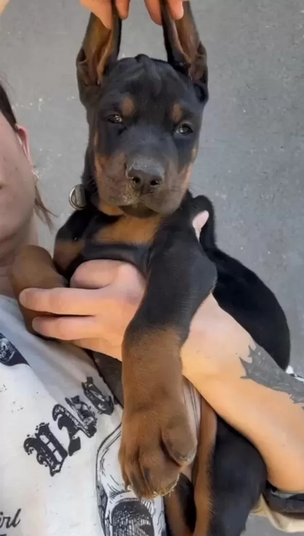 Şecereli European Doberman
