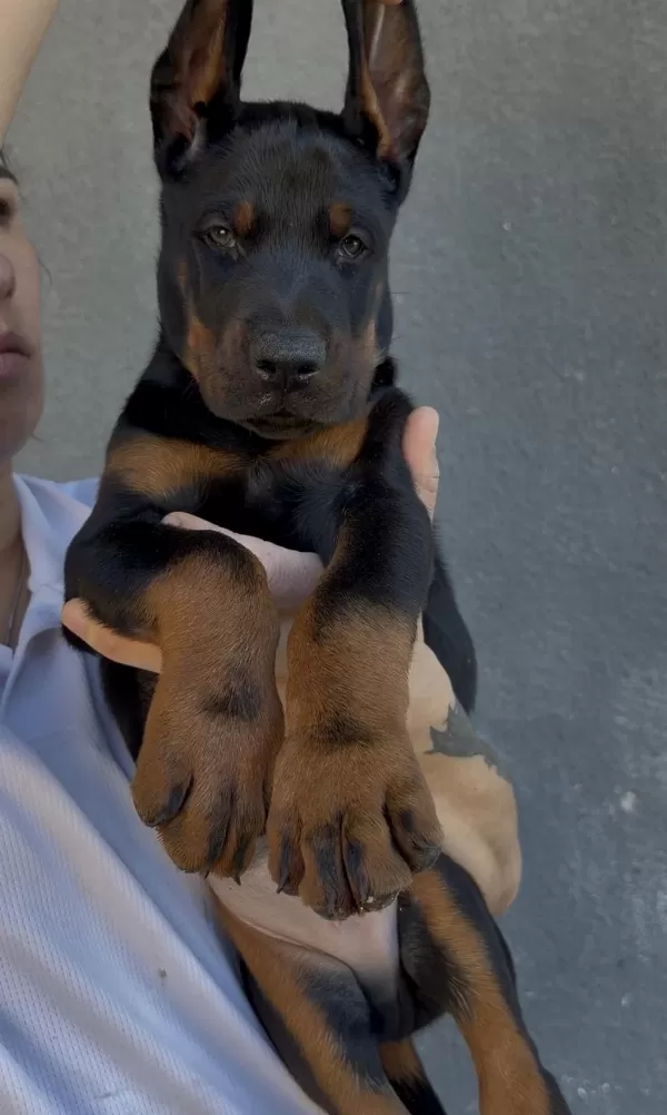 Şecereli European Doberman
