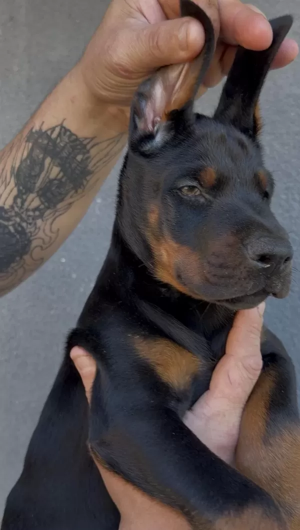 Şecereli European Doberman