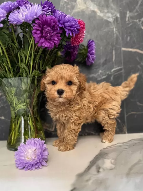 Maltipoo Yavrularımız