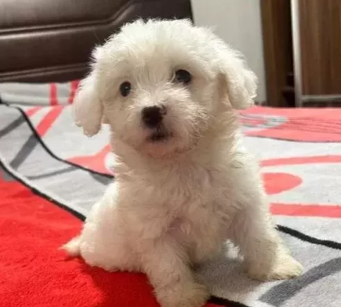 Maltese Terri Er Ci Nsi Yavrular