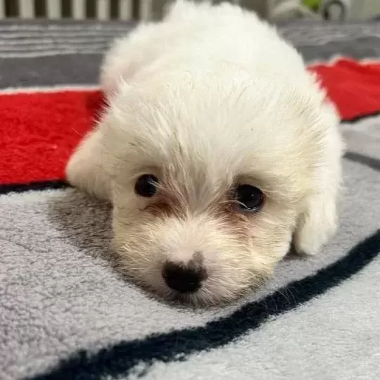 Maltese Terri Er Ci Nsi Yavrular