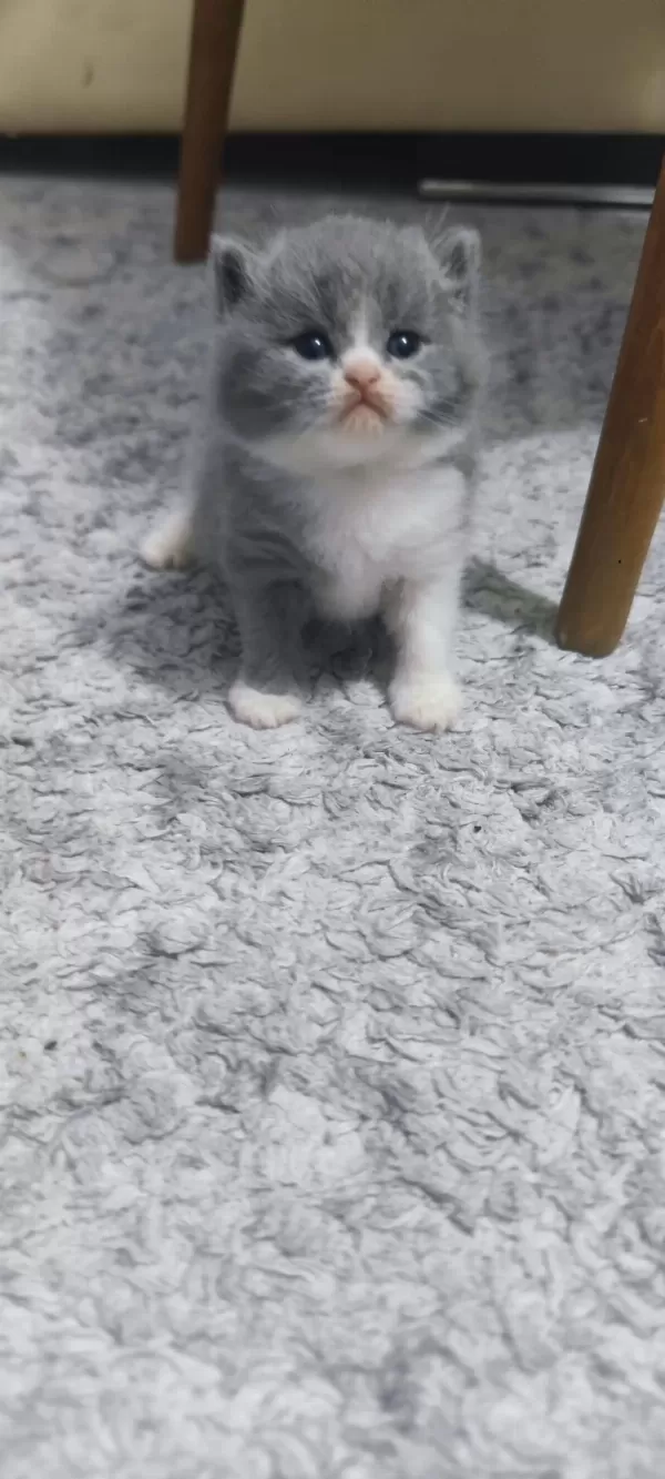3 Haftalık Scottish Fold Yavrular
