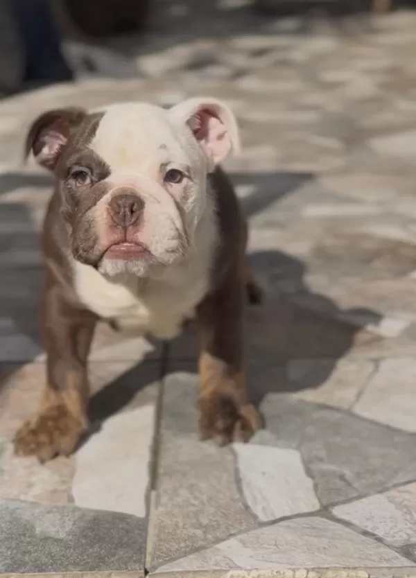 Egzotik İngiliz Bulldog Yavrularımız