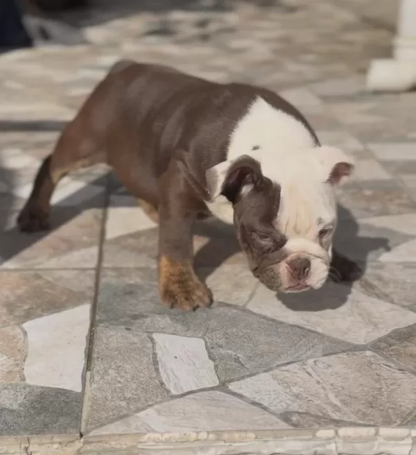 Egzotik İngiliz Bulldog Yavrularımız