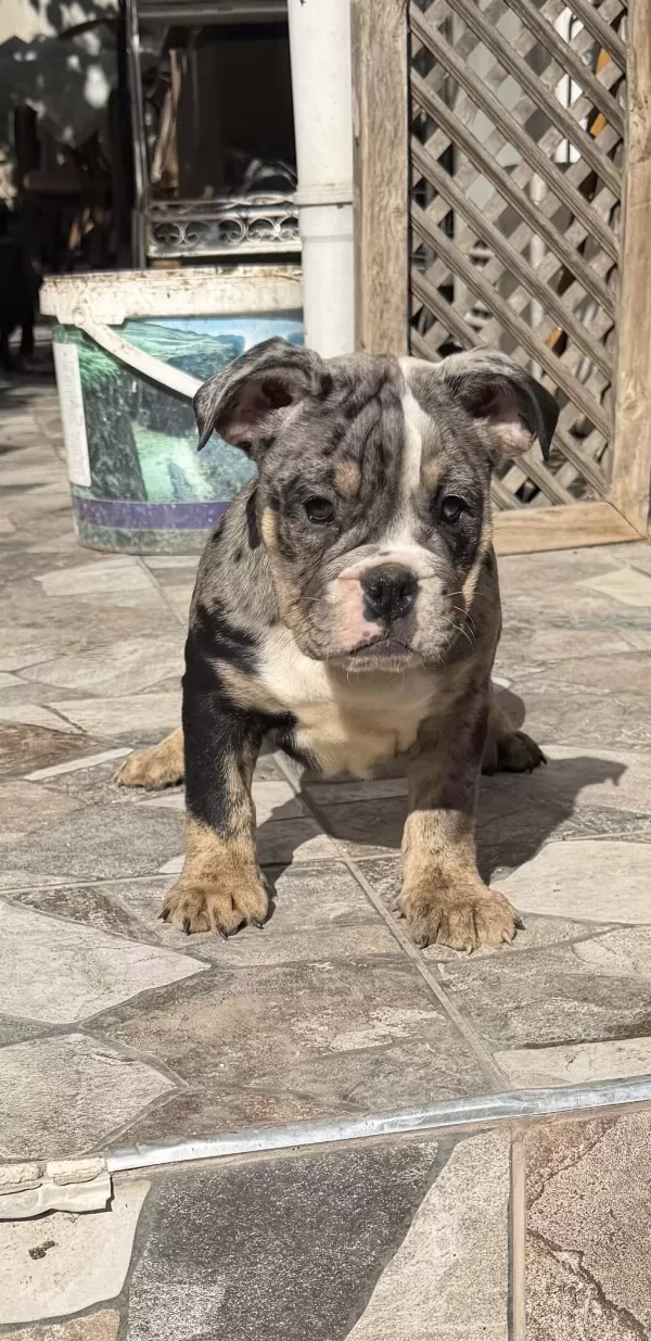 Egzotik İngiliz Bulldog Yavrularımız