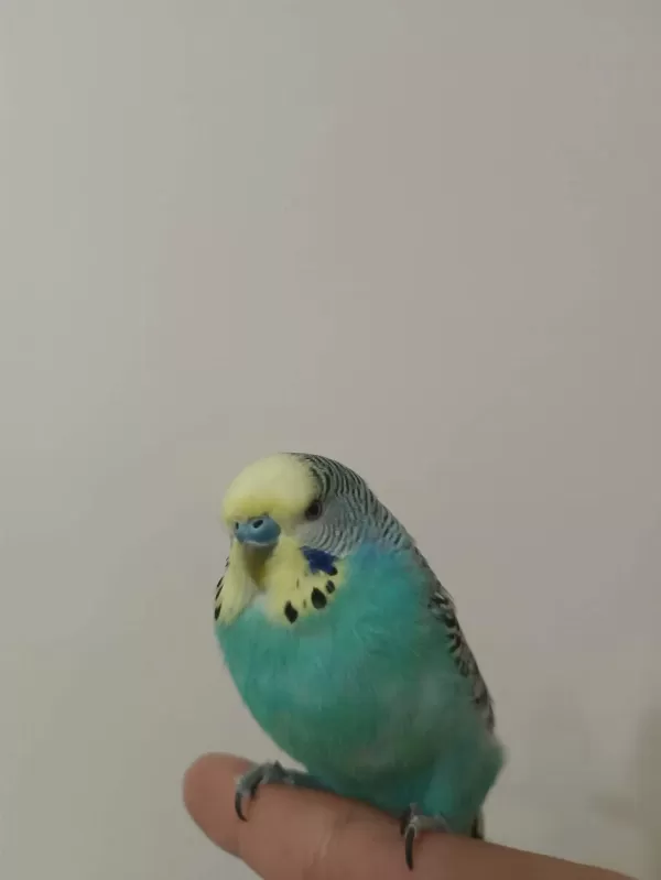 Çift Eğitimli Konuşan Muhabbet Kuşlari