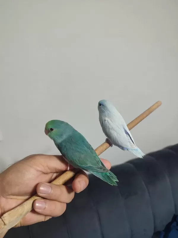 Forpus Papağanı Takım Şeklinde