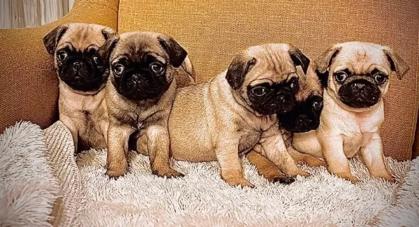 Oyuncu Tompik Pug Bebekler