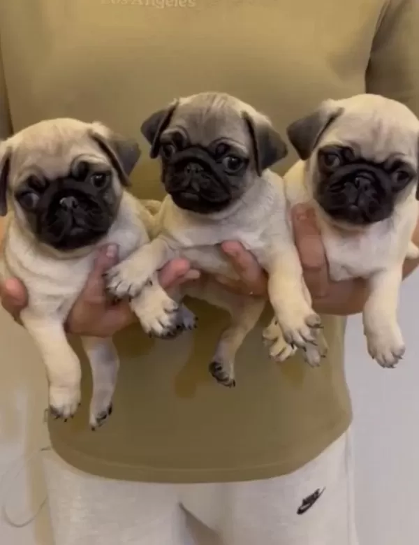 Oyuncu Tompik Pug Bebekler