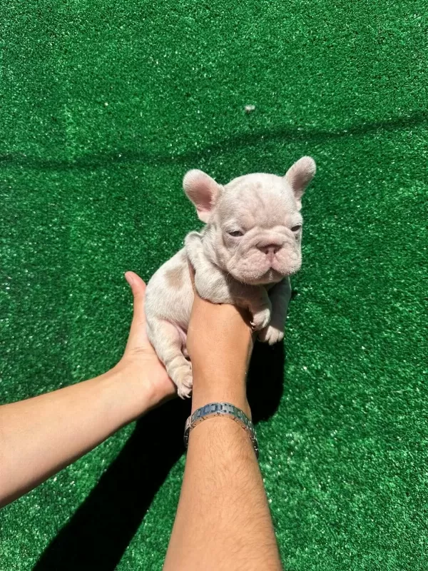 Sağlıklı Rope French Bulldog
