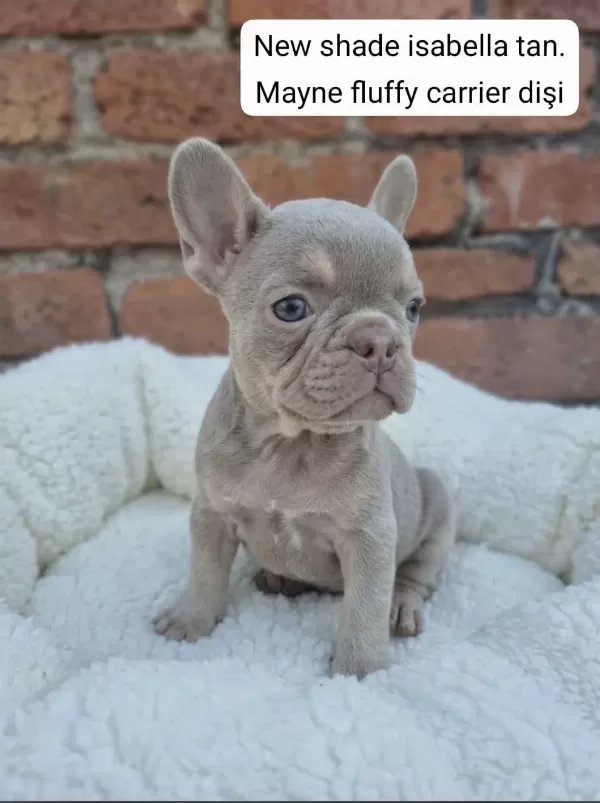 Sağlıklı Rope French Bulldog