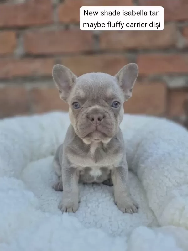 Sağlıklı Rope French Bulldog
